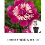 Саджанці півоній від Matla Flowers: як обрати сорт і виростити розкішний кущ