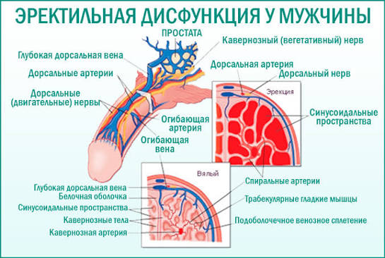 Эректильная дисфункция и преждевременная эякуляция одновременно: как безопасно подойти к выбору терапии